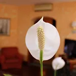 베아트리체 호텔